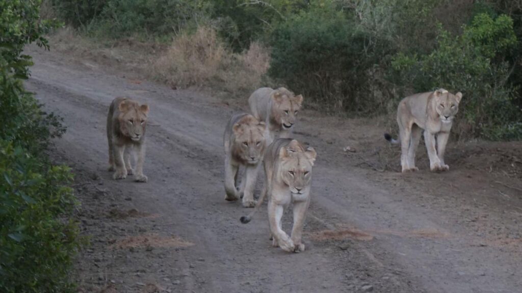 Reiseveranstalter in Afrika