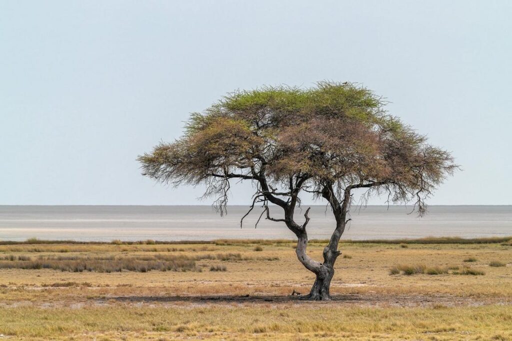 Aktivitäten für Afrika